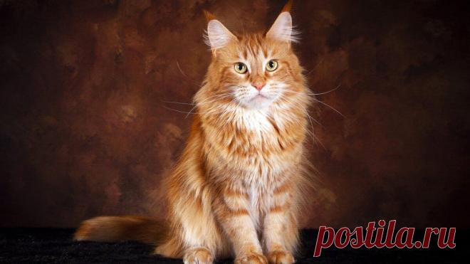 Виртуоз | Animals | Дзен