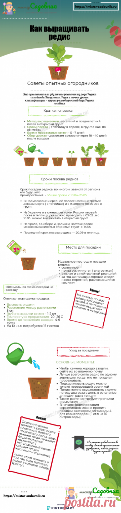 Как выращивать редис правильно - советы опытных садоводов