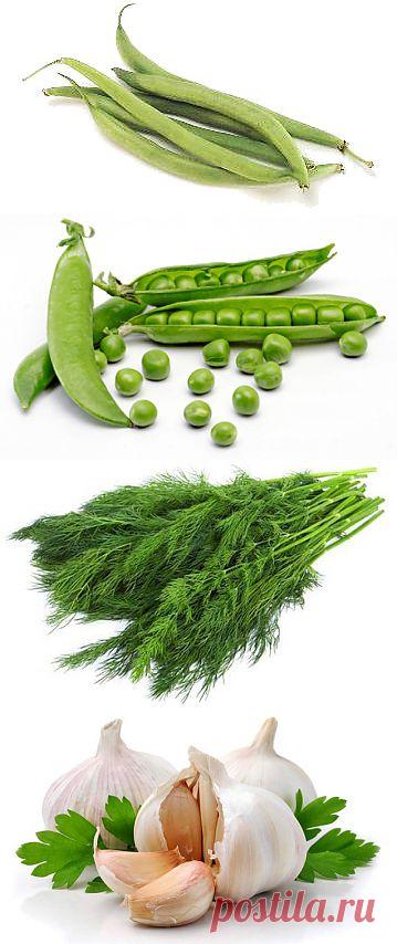 Консервирование, соление, маринование. ФИЗАЛИС. ФАСОЛЬ. ГОРОХ. УКРОП. ЧЕСНОК маринованный. Соленые, маринованные.