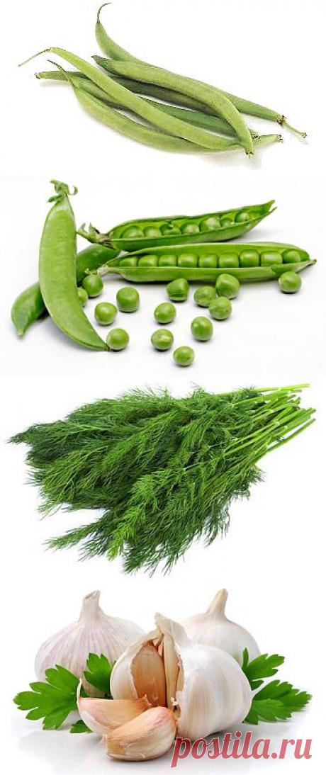 Консервирование, соление, маринование. ФИЗАЛИС. ФАСОЛЬ. ГОРОХ. УКРОП. ЧЕСНОК маринованный. Соленые, маринованные.