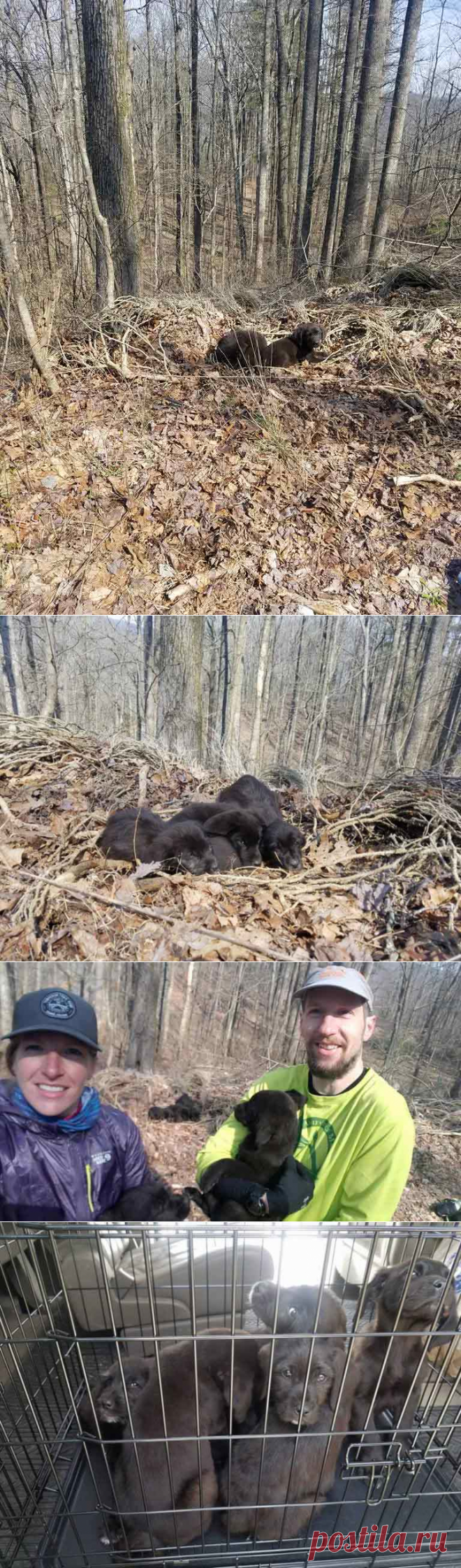 Бегуны услышали шуршание в лесу и нашли пять крошечных щенят, которые нуждались в спасении