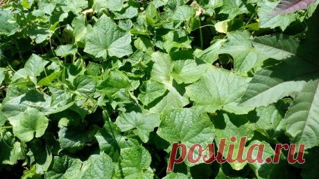 +++От пожелтения листьев на огурцах покупаю в аптеке салициловую кислоту за 7 рублей, ею и спасаю | Собираем урожай | Яндекс Дзен