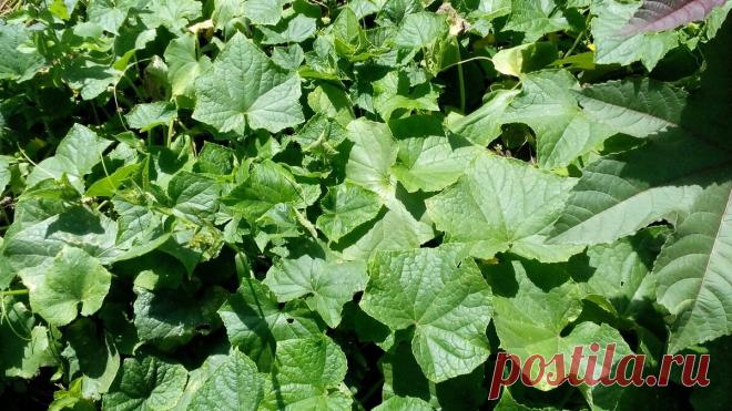 +++От пожелтения листьев на огурцах покупаю в аптеке салициловую кислоту за 7 рублей, ею и спасаю | Собираем урожай | Яндекс Дзен