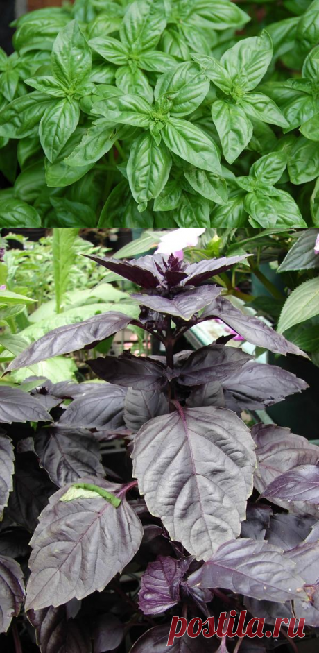 Базилик: сорта, посадка, размножение, уход и сбор урожая