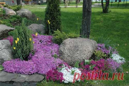 Ясколка: роскошный цветок для рокария