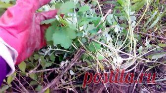 Лечение чистотелом. Чистотел от аллергии, угрей, фурункулеза, экземы