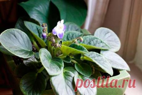 Как вырастить фиалку из листочка