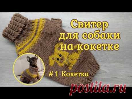 Свитер для собаки на круглой кокетке спицами, часть 1