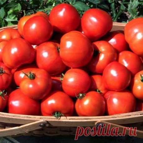 60 томатов с одного куста - это реально!