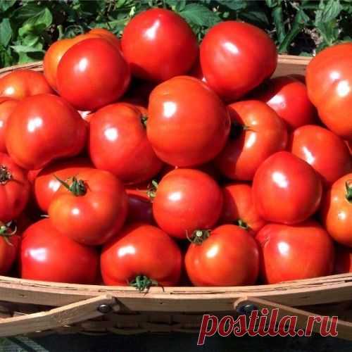 60 томатов с одного куста - это реально!