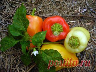 Болезни перца сладкого и борьба с ними, фото, рассада Болезни перцев способны нанести существенный урон урожаю. Рассмотрим характерные признаки заболеваний перца сладкого, чтобы вовремя научиться распознавать начало болезни и минимизировать возможные рис...