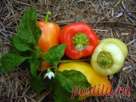 Болезни перца сладкого и борьба с ними, фото, рассада Болезни перцев способны нанести существенный урон урожаю. Рассмотрим характерные признаки заболеваний перца сладкого, чтобы вовремя научиться распознавать начало болезни и минимизировать возможные рис...