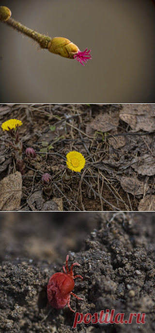 Фотопутешествия: весна в Подмосковье