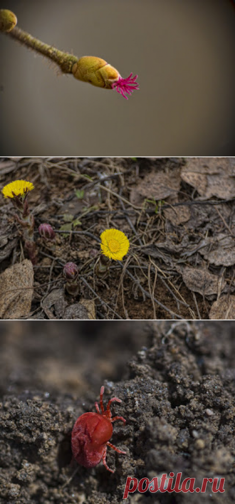 Фотопутешествия: весна в Подмосковье