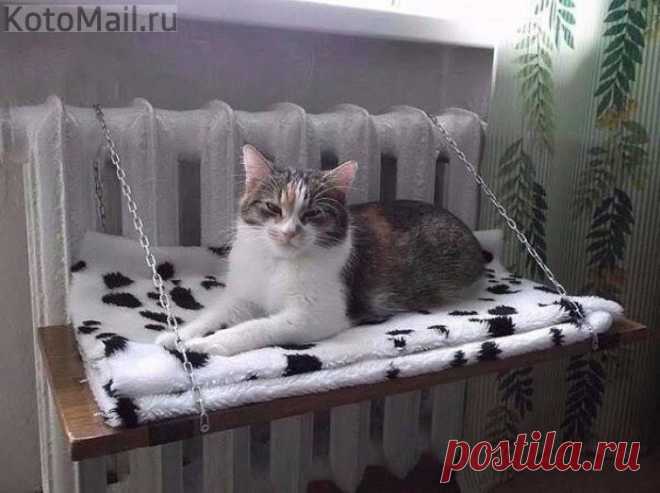 Тёпленькое место | KotoMail.ru