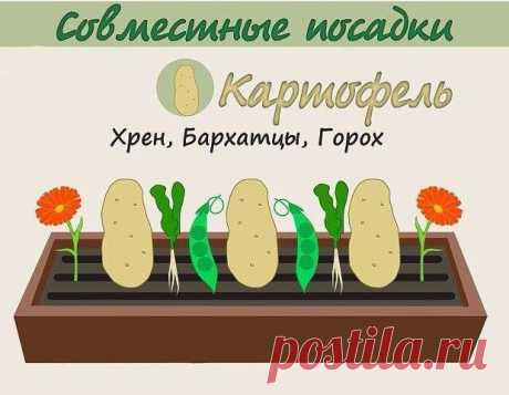 Анна Патренкова