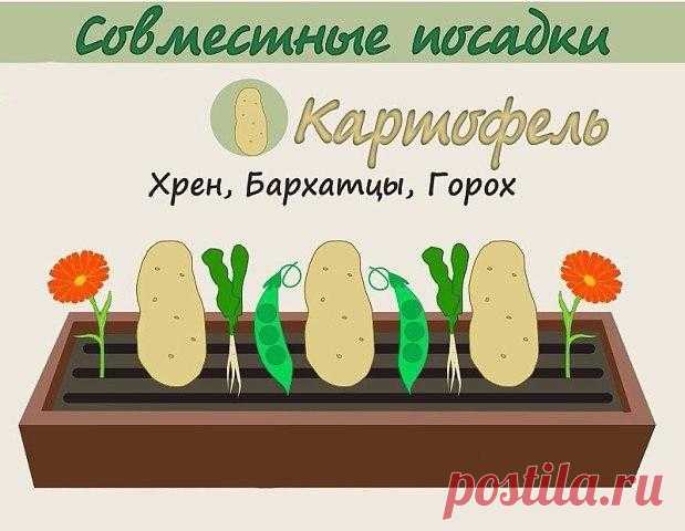 Анна Патренкова