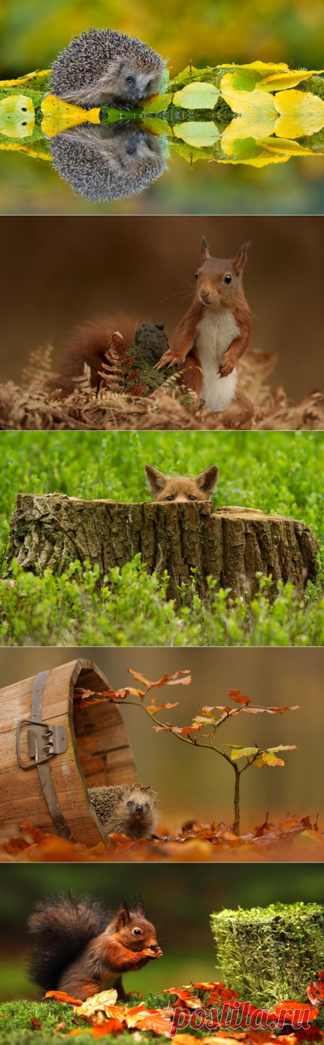 Позитив от фотографа Edwin Kats. Фотограф Edwin Kats живет в тихом месте в окружении леса, в центре Нидерландов. С 1992 года он увлекается фотографией. Для того, чтобы получить интересные снимки, Edwin Kats досконально изучает все повадки своего будущего фотогероя.