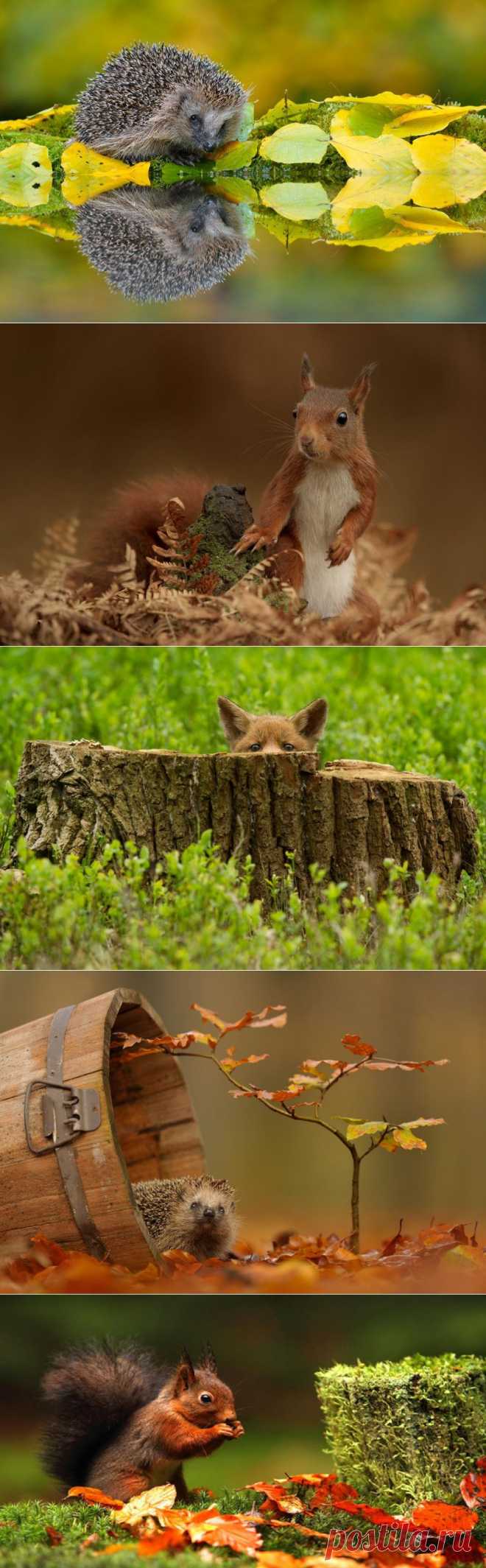 Позитив от фотографа Edwin Kats. Фотограф Edwin Kats живет в тихом месте в окружении леса, в центре Нидерландов. С 1992 года он увлекается фотографией. Для того, чтобы получить интересные снимки, Edwin Kats досконально изучает все повадки своего будущего фотогероя.