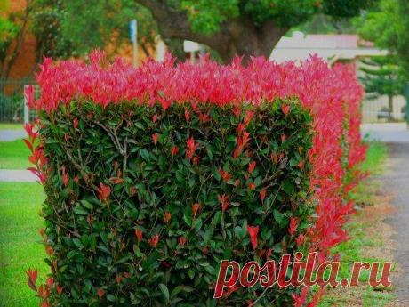 Растение Фотиния: фото, сорта, выращивание, посадка и уход