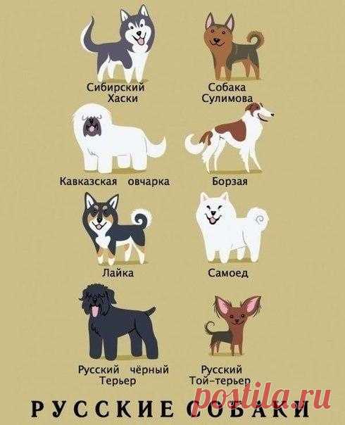 Какой национальности порода вашей собаки