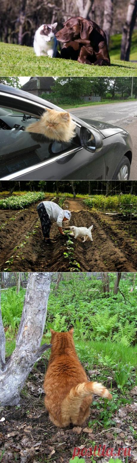 Осторожно, дача! Оберегаем домашних питомцев