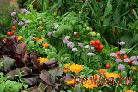 Companion Planting: How To Deter Pests and Encourage Beneficial Insects | MyGardenSchool Blog

virágokat a konyhakertbe