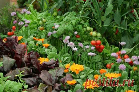 Companion Planting: How To Deter Pests and Encourage Beneficial Insects | MyGardenSchool Blog

virágokat a konyhakertbe