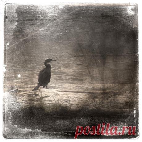 Lone Cormorant by Carol Leigh