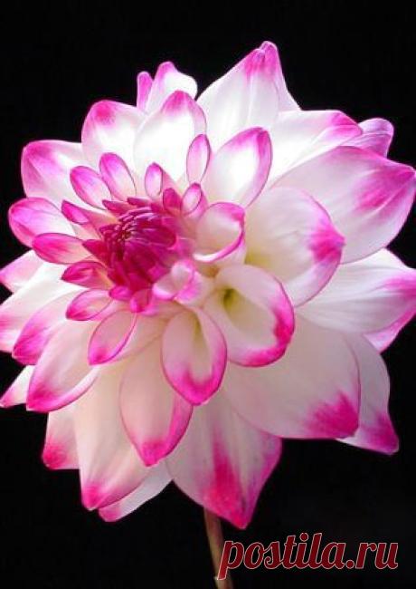 Dahlia ‘Matchmaker’ | Dahlia