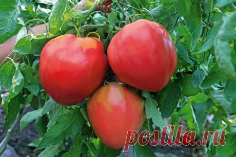 Самые вкусные и урожайные сорта томатов.