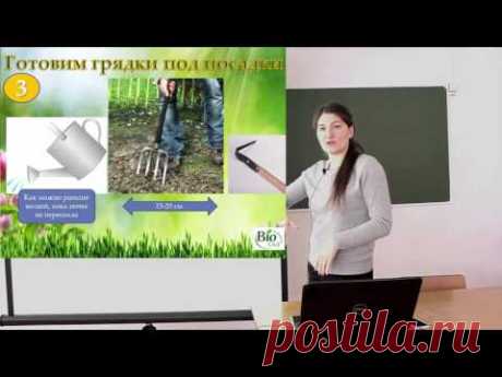 Огородная &quot;красна девица&quot; без перекопки