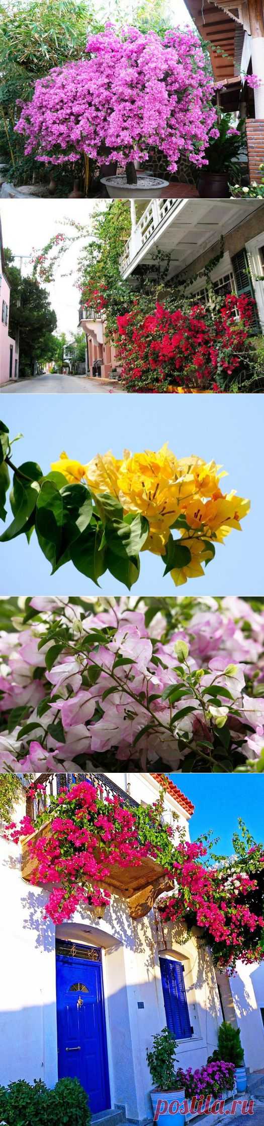 БУГЕНВИЛЛЕЯ. КРАСОТА! | Самоцветик