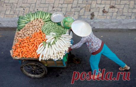 Какие лучшие предшественники для основных овощей?