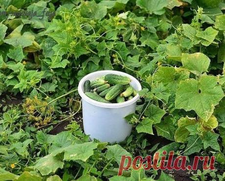 Как выращивать огурцы – пошаговая инструкция для начинающих: