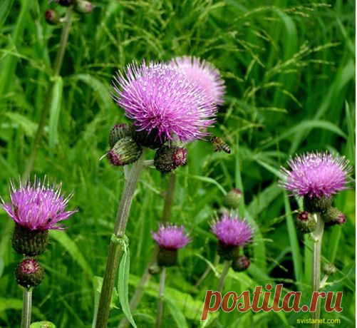 Лекарственные растения и народная медицина: татарник колючий