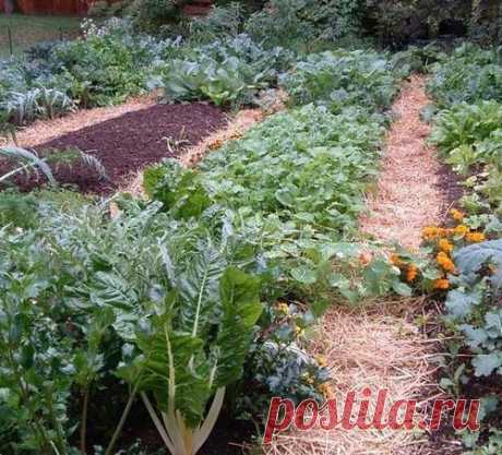 Овощи, которые следует посадить рядом друг с другом