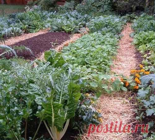 Овощи, которые следует посадить рядом друг с другом