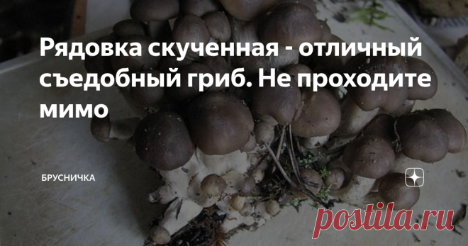 Рядовка скученная - отличный съедобный гриб. Не проходите мимо Добрый день, друзья мои!  Вы на канале #