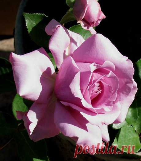 ~Rose Love Song.  |  Pinterest: инструмент для поиска и хранения интересных идей