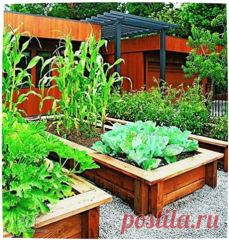 Умные грядки выращивают овощи сами