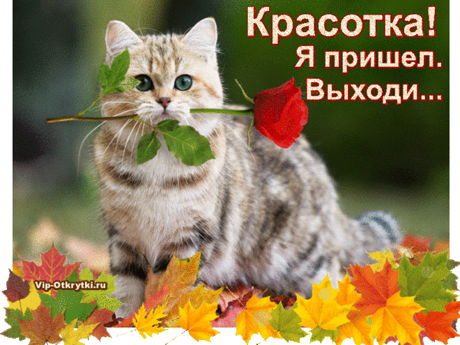 дл