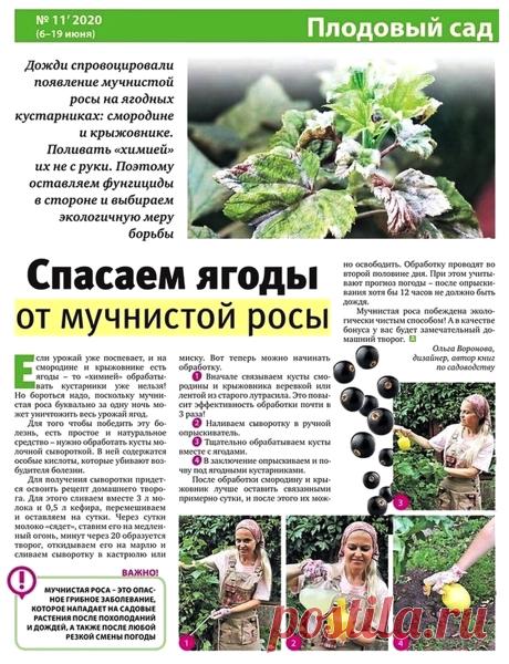 Спасаем ягоды от мучнистой росы
