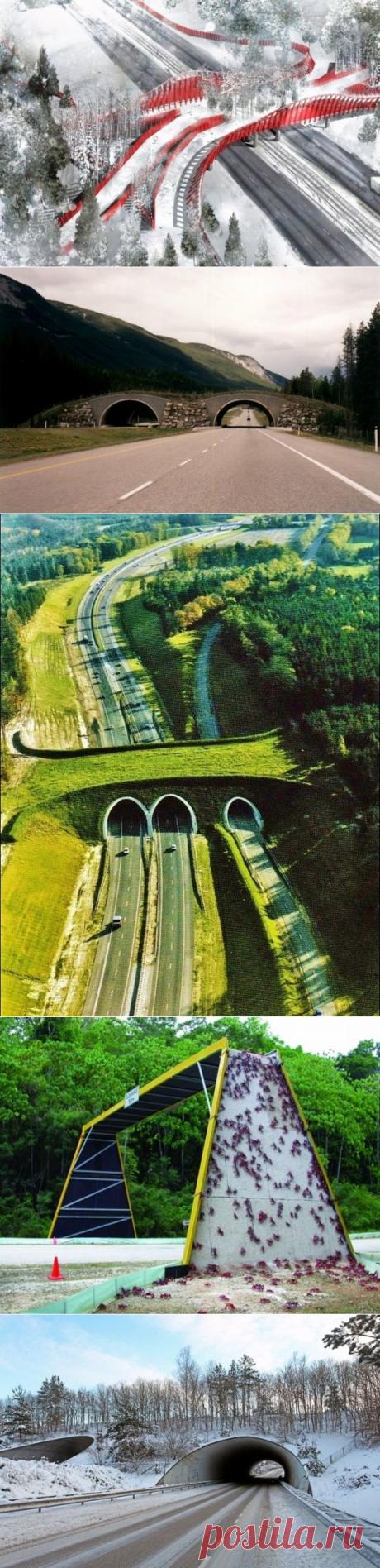 Зеленые мосты !
