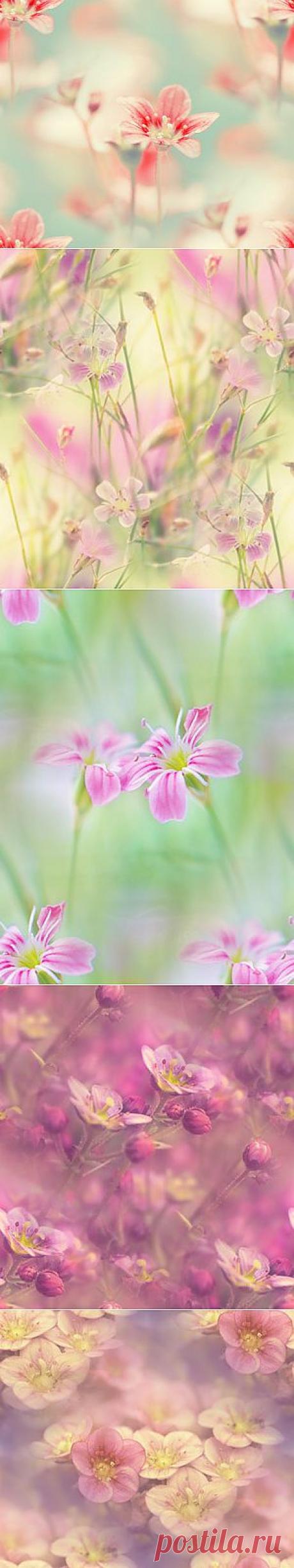 фоны из фотографий by =lpdragonfly — Прекрасные фоны для дневников