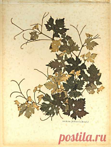 Blumen des Heiligen Lande 
(Цветы Святой Земли)

Фредерик Вестер
1890-е годы