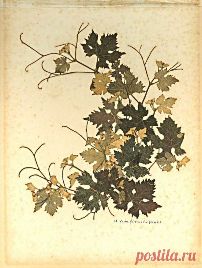 Blumen des Heiligen Lande 
(Цветы Святой Земли)

Фредерик Вестер
1890-е годы
