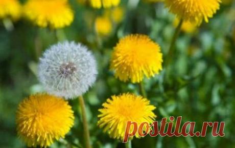 Почему одуванчики считаются вредным растением и как от них избавиться на участке