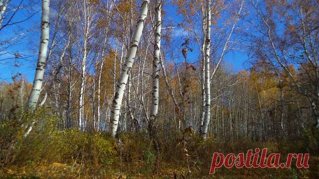 ГРАЧИНАЯ РОЩА                  фото А.Монастырных