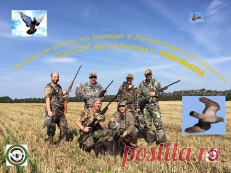 Открытие охоты на вяхиря в Ленинградской области StalkerHuntClub